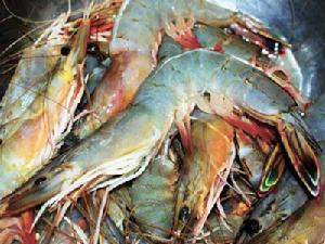 漁輪對蝦雙拖網 漁輪對蝦雙拖網