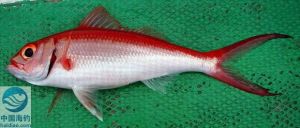 紅鑽魚