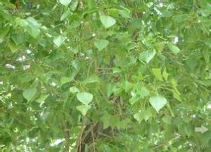 小葉楊(原變型) 小葉楊(原變型)