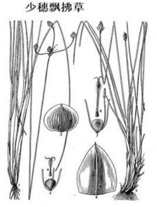少穗飄拂草 少穗飄拂草
