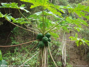 翅野木瓜 翅野木瓜