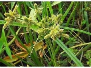 長苞三輪草 長苞三輪草