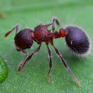 二色盾胸切葉蟻