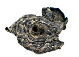 黑虎掌菌 黑虎掌菌