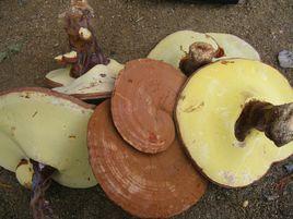 東北靈芝 東北靈芝