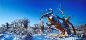 北塔山原始胡楊林 北塔山原始胡楊林