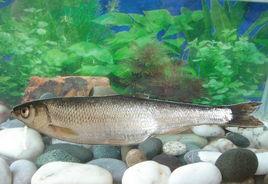 程海白魚 程海白魚