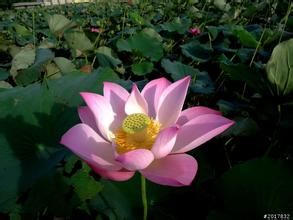 紅花建蓮 紅花建蓮