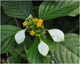 大葉白紙扇 大葉白紙扇