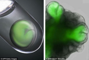 日本理化學研究所公布的“人工視網膜”照片：左圖浮在試管中的是處於生長初期的視網膜；而右圖中的兩個發光的“角”正是將要發育成為眼睛胚體的幹細胞。