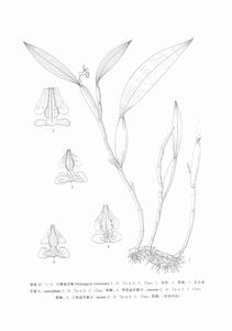 二色金石斛 二色金石斛