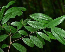 劍葉木姜子 劍葉木姜子