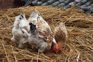 外南莊村養殖業