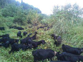 大足黑山羊 大足黑山羊