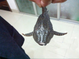 糙下口鯰 糙下口鯰