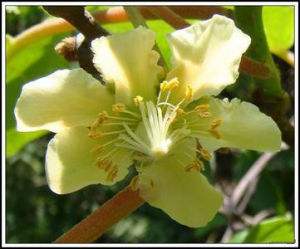 海棠獼猴桃