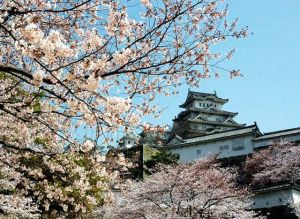 大阪櫻花—鋪天蓋地