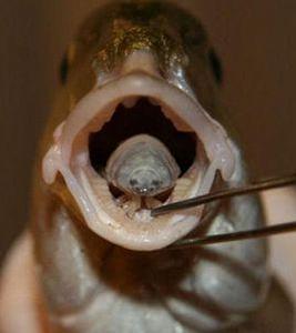 貝蒂寄生蟲 貝蒂寄生蟲