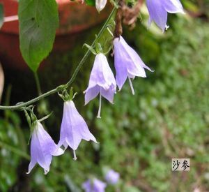 細萼沙參 細萼沙參