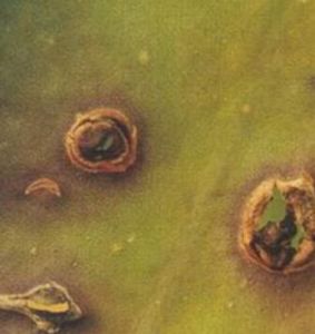 藥用植物仙人掌炭疽病 藥用植物仙人掌炭疽病