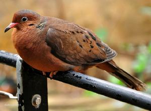 索哥羅鳩 索哥羅鳩