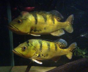 凱氏槳鰭麗魚 凱氏槳鰭麗魚