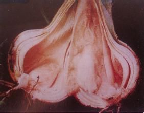 洋蔥軟腐病 洋蔥軟腐病