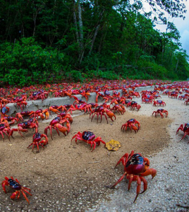 聖誕島紅蟹 聖誕島紅蟹