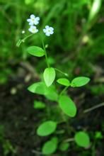 秦嶺附地菜 秦嶺附地菜