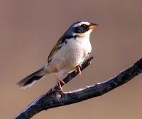 花臉雀指名亞種 花臉雀指名亞種