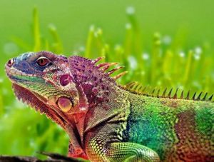 變色傳情達意似人類語言 揭開變色龍變色之謎 變色傳情達意似人類語言 揭開變色龍變色之謎