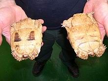 利比亞群落（左）與納吉夫陸龜（右）的背部比較。