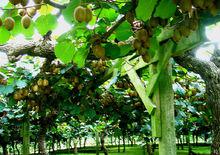 農家樂[休閒形式]