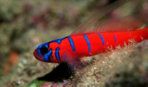 聖卡塔利娜島狐狸 聖卡塔利娜島狐狸