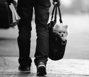 高校寵物族 高校寵物族