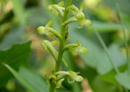 小舌唇蘭 小舌唇蘭