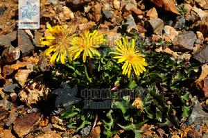 大頭蒲公英 大頭蒲公英