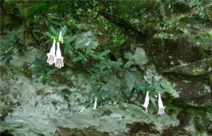 纖細吊石苣苔 纖細吊石苣苔