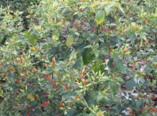 2014年時黎明鄉種植的小雀辣