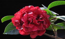 硃砂紫袍 硃砂紫袍