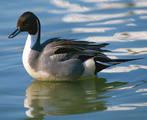 （圖）野鴨桃仁丁