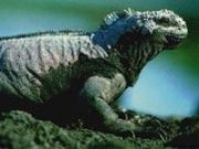 美洲鬣蜥亞科 美洲鬣蜥亞科