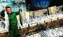 出海歸來，鮁魚滿倉