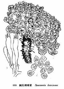 瓣片繡球菌 瓣片繡球菌