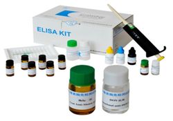 轉化生長因子 轉化生長因子