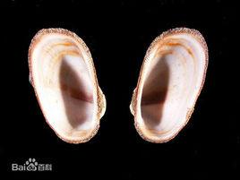 紅胡魁蛤 紅胡魁蛤