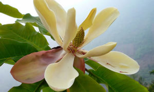 野厚朴花 野厚朴花