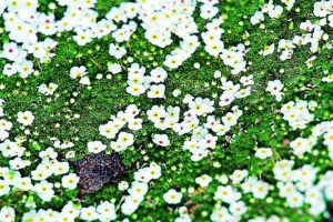 唐古拉點地梅 唐古拉點地梅