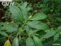 尖葉木屬 尖葉木屬