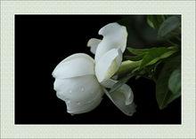 林蘭[梔子花的別名]